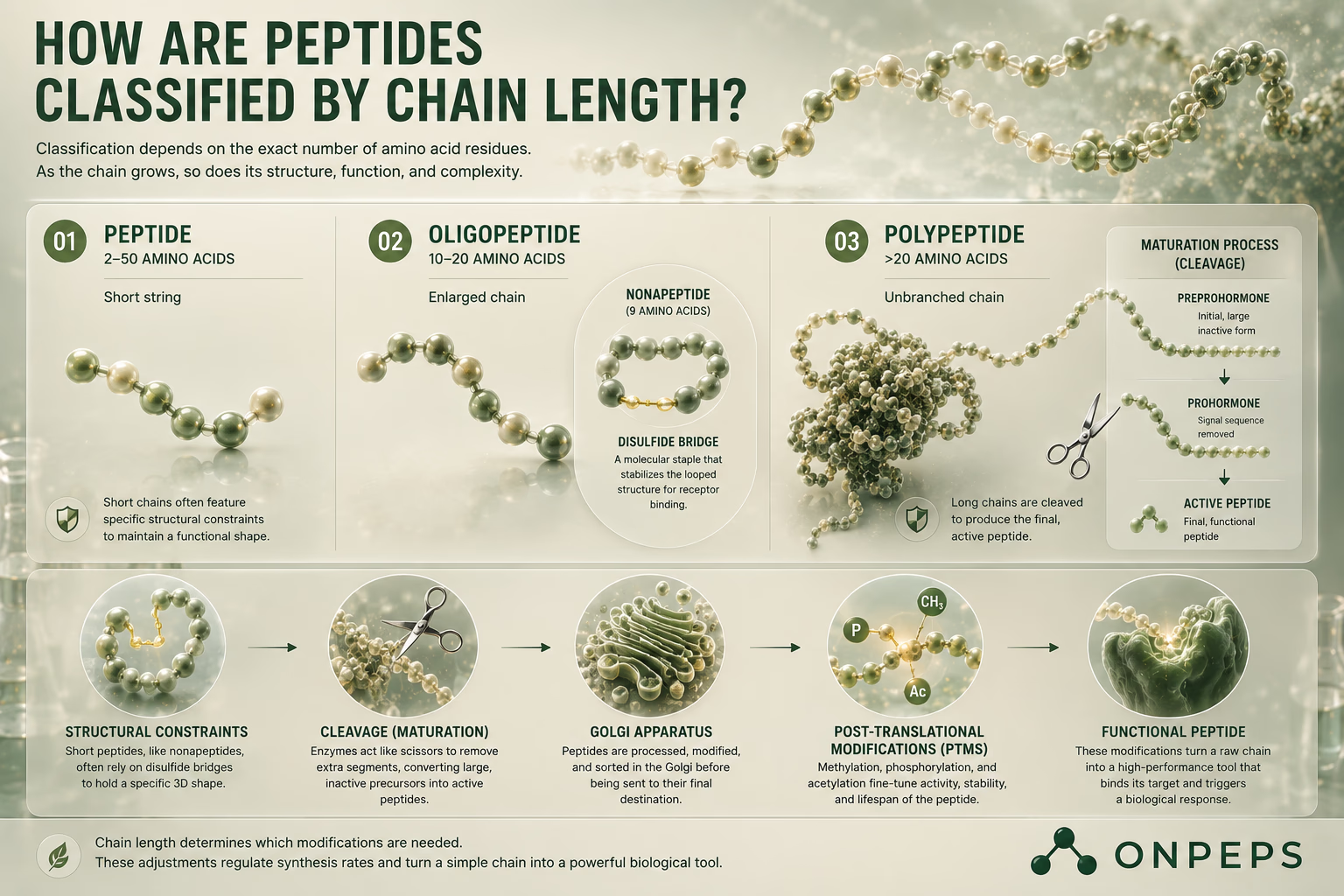 What Do Peptides Actually Do in the Human Body? Four Major Roles: Signaling, Hormones, Immunity, and Structure